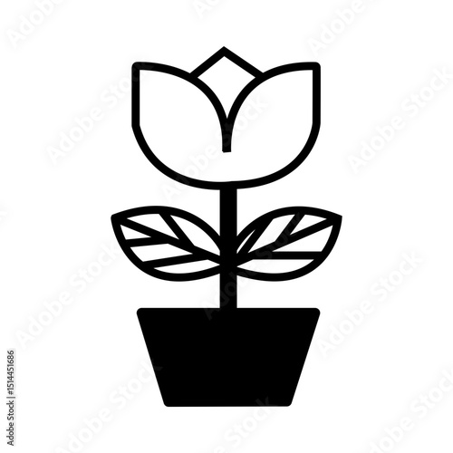 plant in a pot