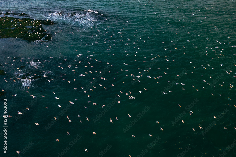 Obraz premium DJI Mavic 2 Pro HD aerial photography of a flock of seagulls flying over the sea in Dalian, a second-tier city in Liaoning, China