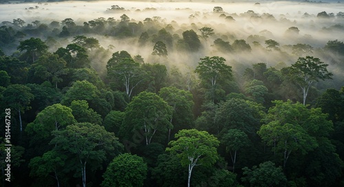 Fototapeta Naklejka Na Ścianę i Meble -  Aerial view of amazon rainforest jungle canopy with mist and green trees