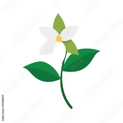 flower on a white background