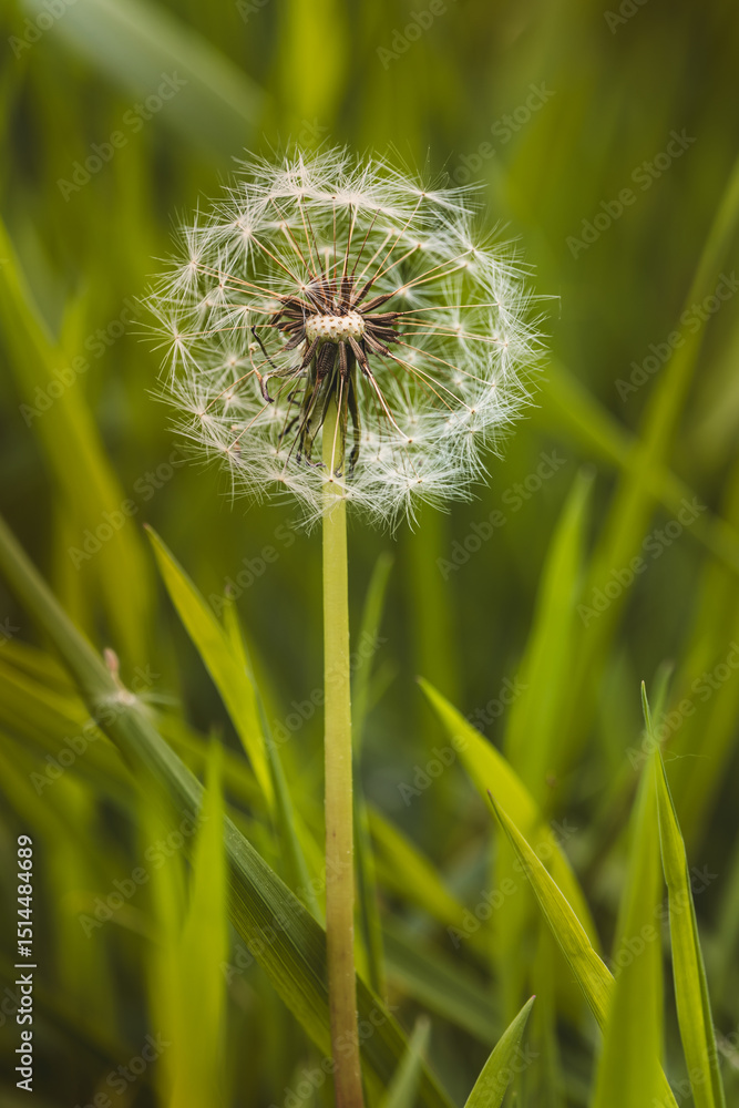Fototapeta premium Field plants on a sunny day in June. Blurred background, close-up.