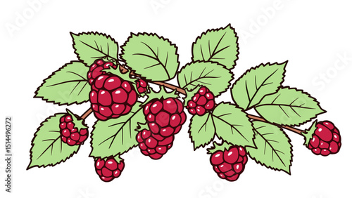 Fresh Raspberries on the Branch - Botanical Illustration