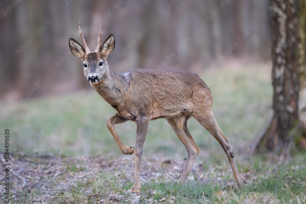 Roe deer (Capreolus capreolus) standing alert among birch trees in spring forest, soft sunlight, antlers, detailed fur, natural habitat, peaceful wildlife scene, blurred background. Roe deer (Capreolus capreolus) standing alert among birch trees in spring forest, soft sunlight, antlers, detailed fur, natural habitat, peaceful wildlife scene, blurred background.