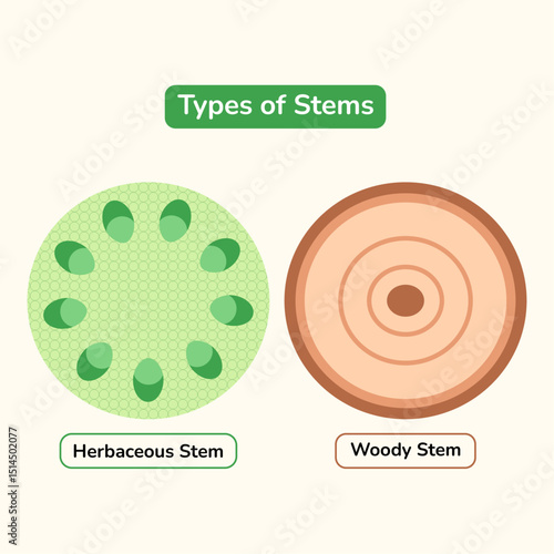 Educational illustration comparing herbaceous and woody plant stems. Shows cross-sections detailing internal structures for biology and botany studies.