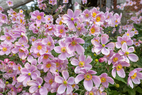 Beautiful blooming anemone hupehensis flowers in the autumn garden.