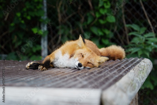 A fox living in Hokkaido