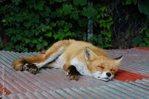 A fox living in Hokkaido