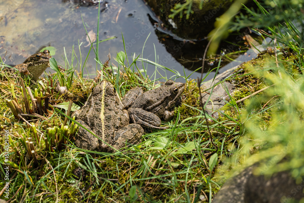 Obraz premium Two frogs rest on grassy bank of quiet pond surrounded by green water and grassy edges. One frog looks out from water at bank.