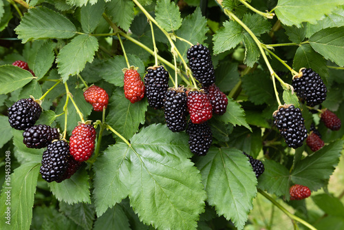 Delicious blackberries in the garden beginning to ripen.