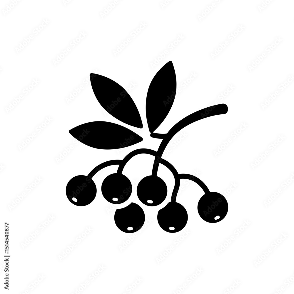 Obraz premium Cluster of Elderberries on Twig with Leaves on White Background