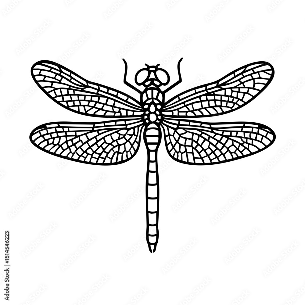 Dragonflies - Order Odonata Dragonflies - Order Odonata