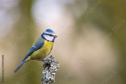 Blue Tit, Cyanistes caeruleus, Dumfries & Galloway, Scotland