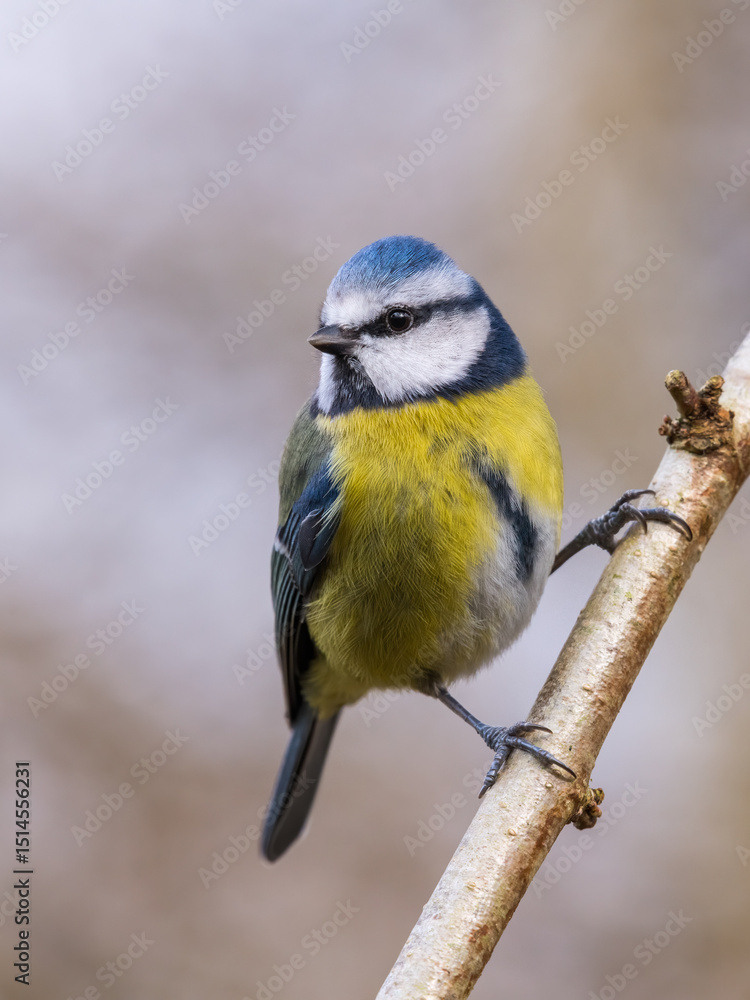 Obraz premium Blue Tit, Cyanistes caeruleus, Dumfries & Galloway, Scotland