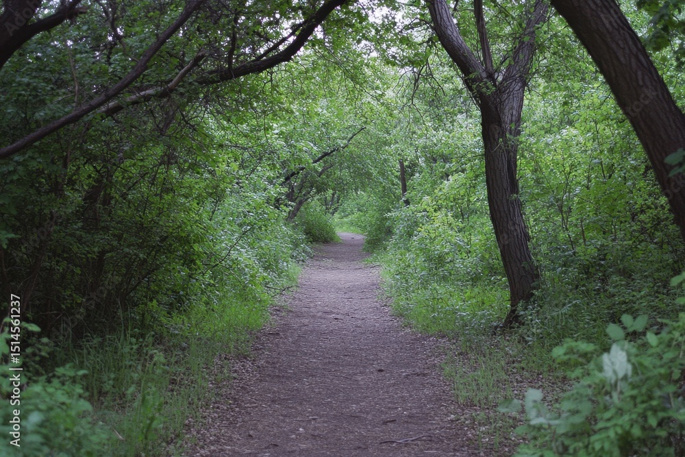 Fototapeta premium Walking along a summer forest trail surrounded by lush greenery and tall trees, Walking through the forest in summer, view looking up