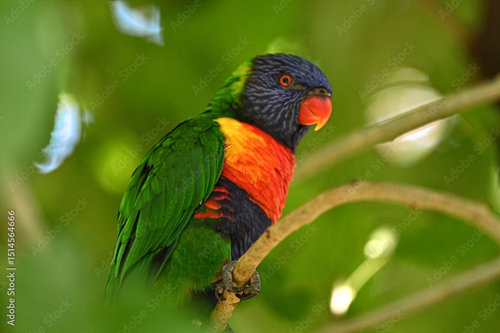 Naklejka premium rainbow lorikeet on a branch