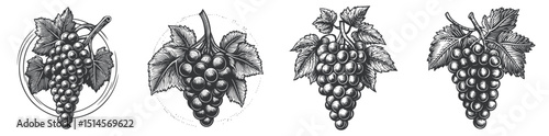 Vintage Woodcut Illustration of Grapes with Leaves and Detail