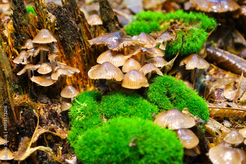 A large cluster of small mushrooms growing on fallen wood and vibrant moss creates a picturesque forest scene. This photo showcases the intricate ecosystem and rich textures of the forest floor. A large cluster of small mushrooms growing on fallen wood and vibrant moss creates a picturesque forest scene. This photo showcases the intricate ecosystem and rich textures of the forest floor.