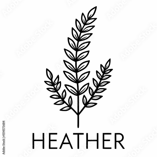 Heather Bloom Flower Botanical Drawing Line Art Vector Illustration