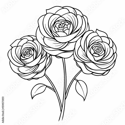Wallpaper Mural Ranunculus Bloom Flower Botanical Drawing Line Art Vector Illustration Torontodigital.ca