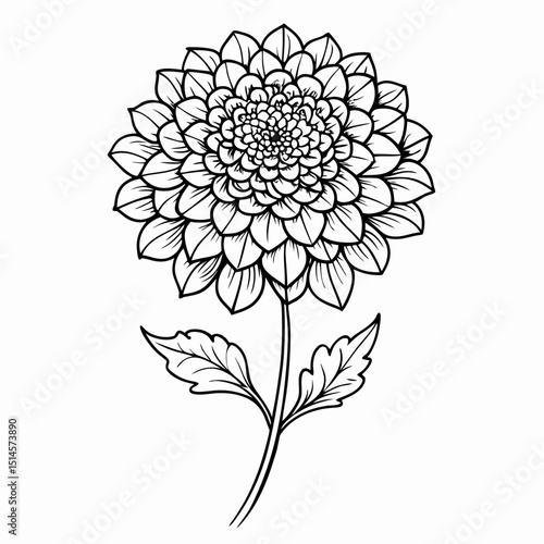 Scabiosa Bloom Flower Botanical Drawing Line Art Vector Illustration