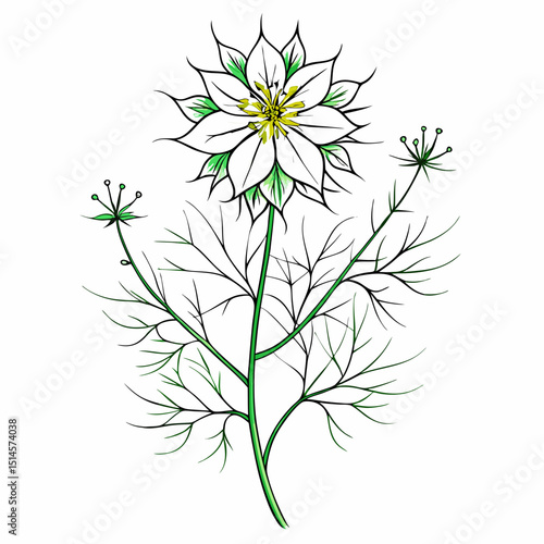 Love In A Mist Bloom Flower Botanical Drawing Line Art Vector Illustration