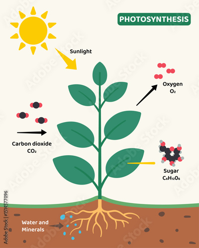 Illustrative diagram showing the process of photosynthesis in a plant. Includes sunlight, carbon dioxide, water, minerals, and the production of oxygen and sugar molecules. Ideal for education.