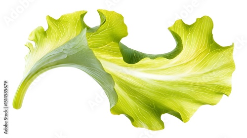 A curled endive leaf isolated, no text or logo