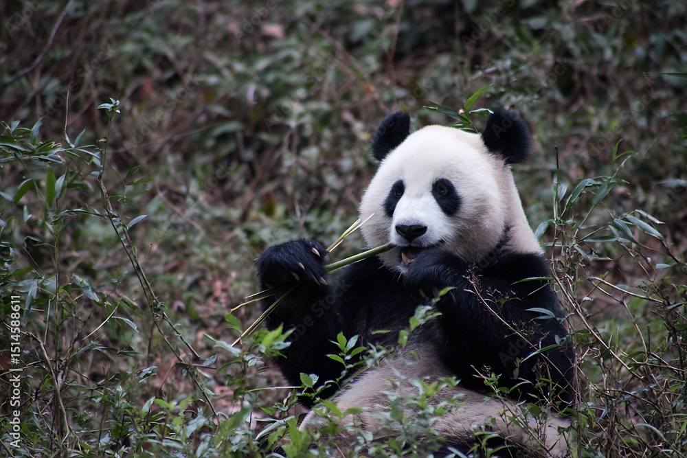 Fototapeta premium Panda enjoying bamboo in forest setting