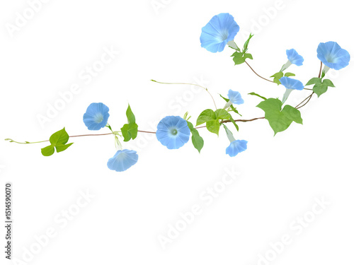 Close-up of pastel blue morning glory blooming on growing vine isolated on transparent background png file.