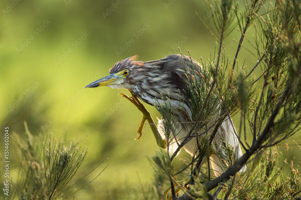 Fototapeta premium Night Heron Perched Among Dense Wetland Vegetation