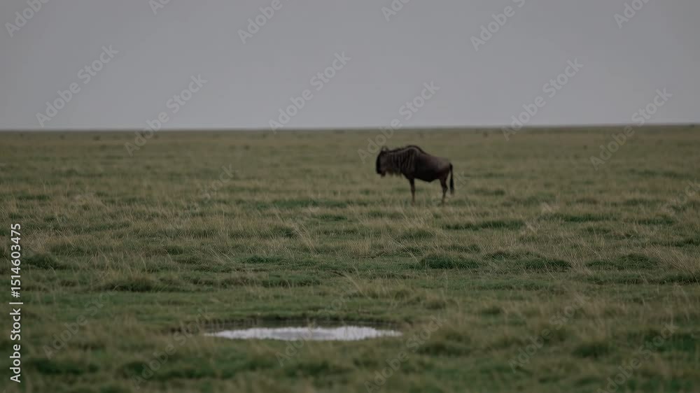 Wildebeest Standing Still in the Rain on the African Savannah Wildebeest Standing Still in the Rain on the African Savannah