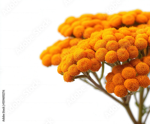 meadow flowers isolated