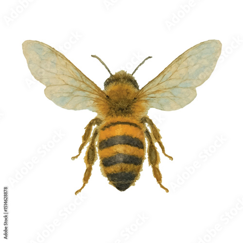 Vector freehand watercolor illustration of a flying Bee, isolated on a white background. Hand drawn watercolour Beekeeper.  honeybee for card design, packaging, fabric, packaging