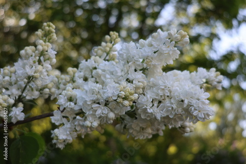 Photography White lilac blossoms in sunlight, Stockholm, Sweden, Scandinavia, Europe