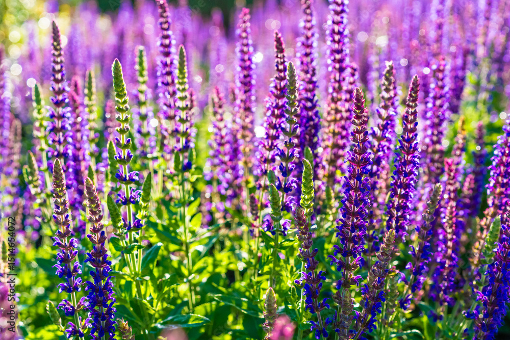 Naklejka premium Purple sage in bloom, close-up