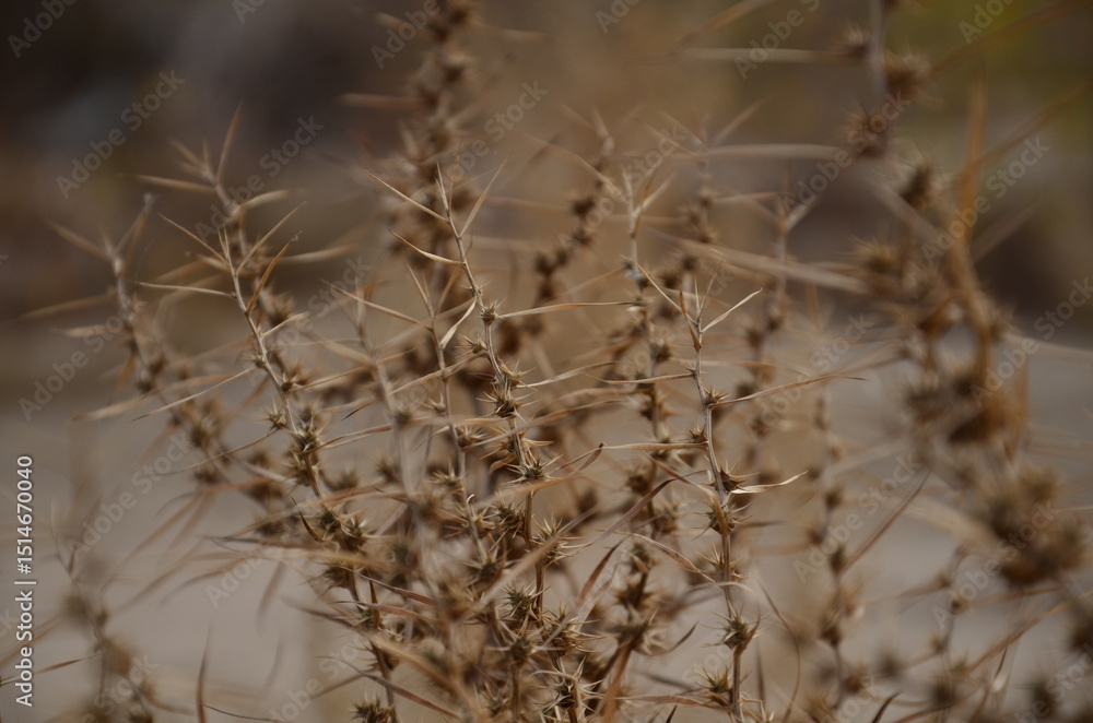 Fototapeta premium dry grass in the wind