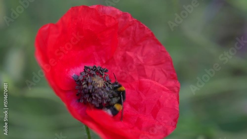 Close-up of a bumblebee collecting nectar from the central stamens of a bright red poppy flower, showcasing fine floral details and natural pollination in progress