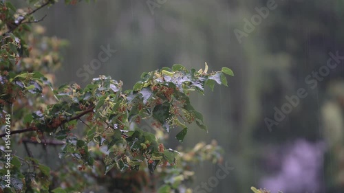 Close-up of a tree branch with green leaves and small flowers, wet from rain, as raindrops gently fall in the background