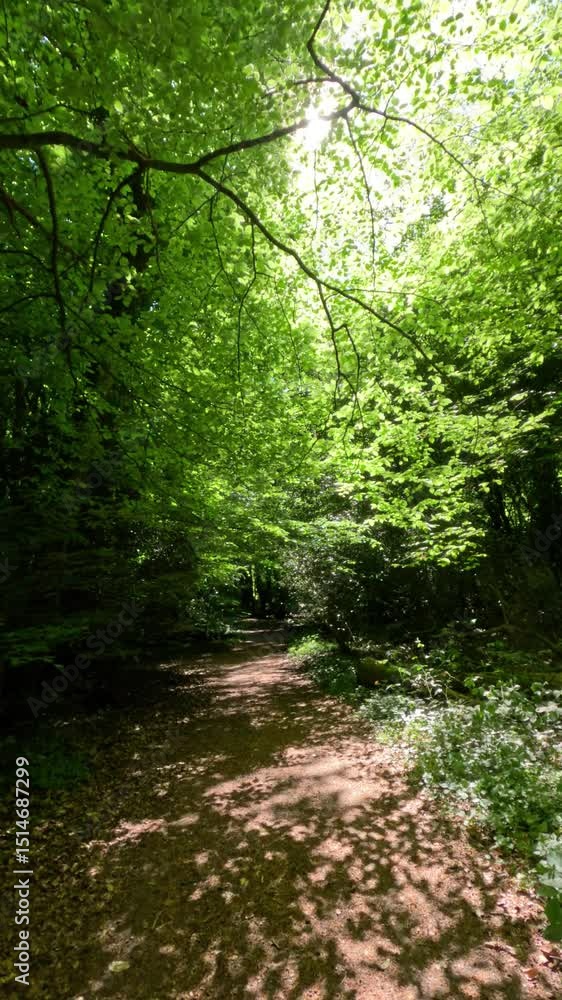Green Forest Scenery On A Sunny Day Green Forest Scenery On A Sunny Day