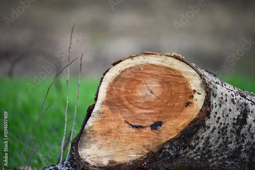 cut tree trunk