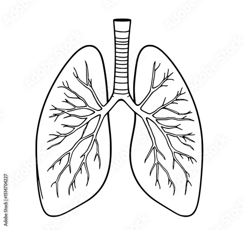 Human Lungs: A detailed line art illustration of the human respiratory system, showcasing the intricate bronchial tree within the lungs against a white background.