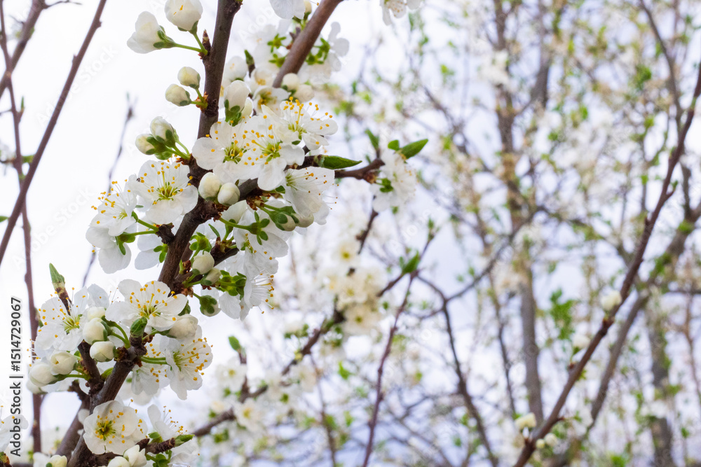 Fototapeta premium blossom tree in Spring