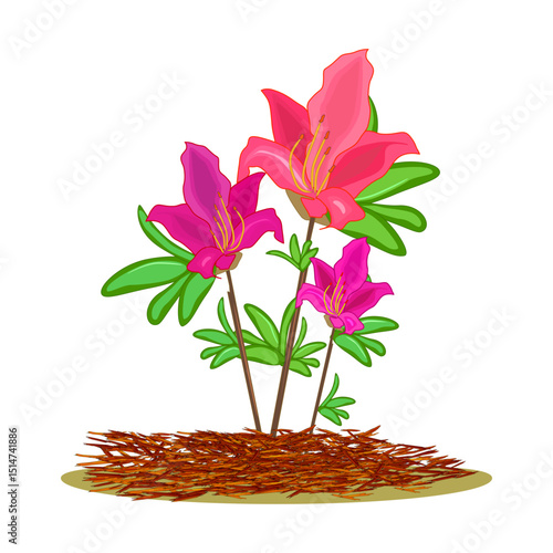 Mulch gardening concept with flower and red mulch on white background. Mulching of plants, soil protection. Landscape design mulch. Agriculture countryside outdoor seasonal work. Vector illustration