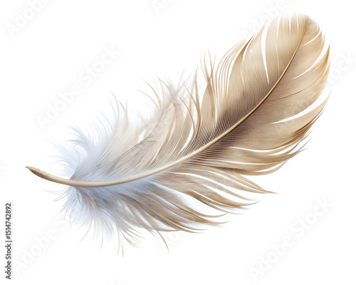 realistic feather floating isolated