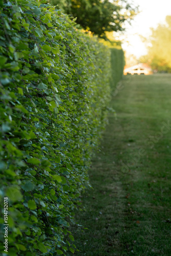 Lush green hedge lines a pathway leading to a peaceful garden during golden hour in a serene outdoor setting