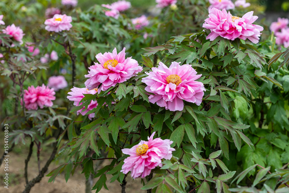 Pink tree peony flowers blooming in the garden. Pink tree peony flowers blooming in the garden.