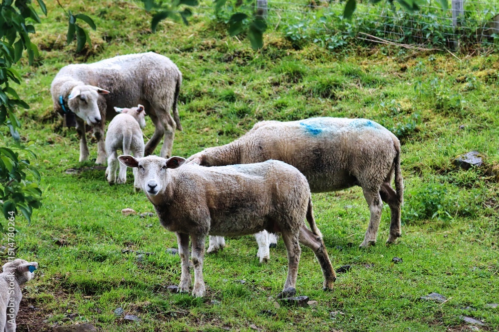 Obraz premium Skjolden, Norway