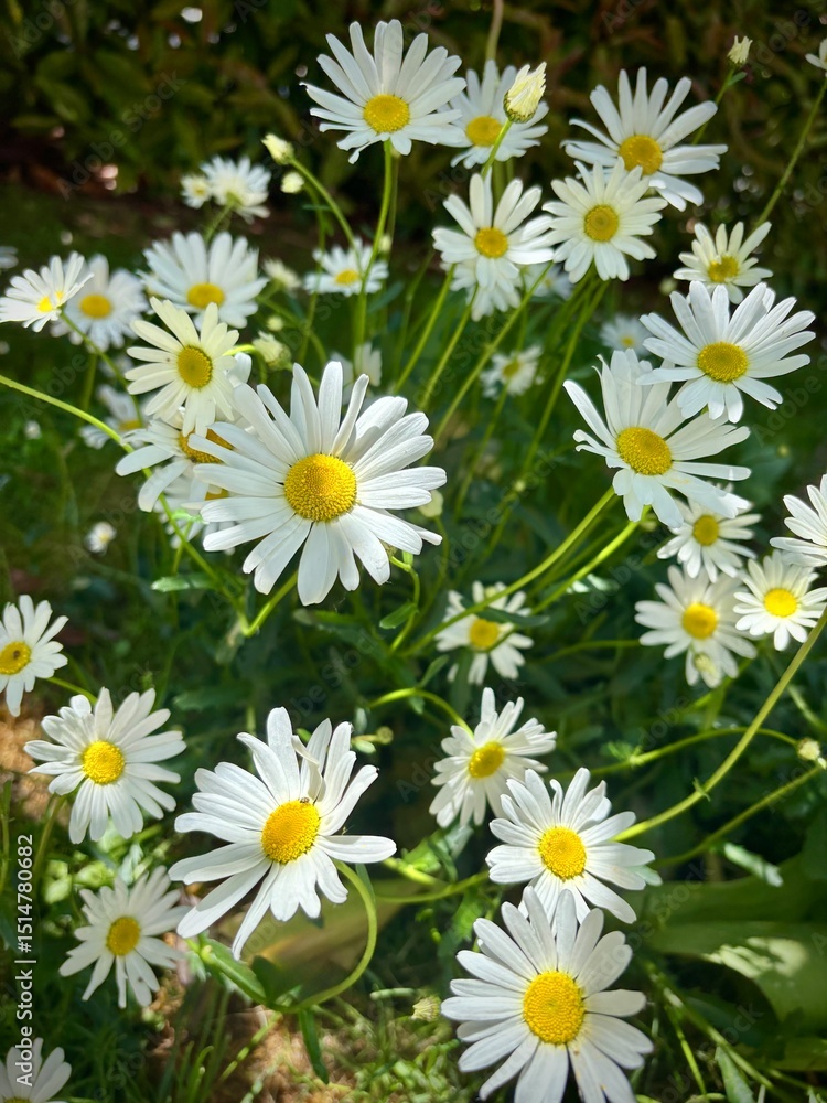 Fototapeta premium marguerites