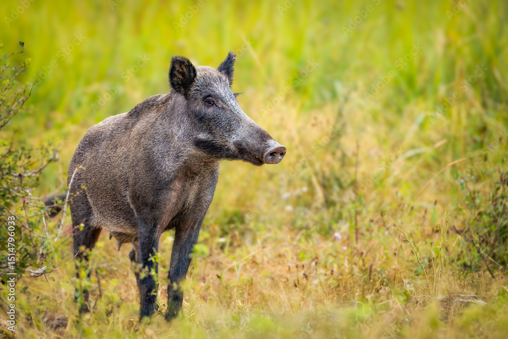 Wild boar (Sus scrofa) with piglets in tall grass, natural habitat, alert mother, striped young, spring scene, wildlife, close-up, peaceful moment, blurred background, detailed fur. Wild boar (Sus scrofa) with piglets in tall grass, natural habitat, alert mother, striped young, spring scene, wildlife, close-up, peaceful moment, blurred background, detailed fur.