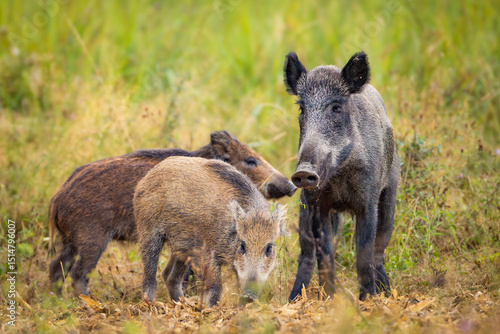 Valokuva Wild boar (Sus scrofa) with piglets in tall grass, natural habitat, alert mother, striped young, spring scene, wildlife, close-up, peaceful moment, blurred background, detailed fur